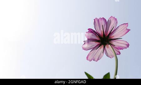 Primo piano basso angolo di vista del fiore rosa e bianco su una pianta di cosmo che cresce in un giardino con un cielo nuvoloso sullo sfondo. Foto Stock