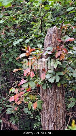 OLYMPUS FOTOCAMERA DIGITALE - primo piano di una pianta del superriduttore woodbine che cambia i colori per l'autunno che cresce su un albero morto nella foresta. Foto Stock