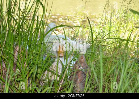 Curioso geloso White American Pekin Duck spionaggio da canne Foto Stock