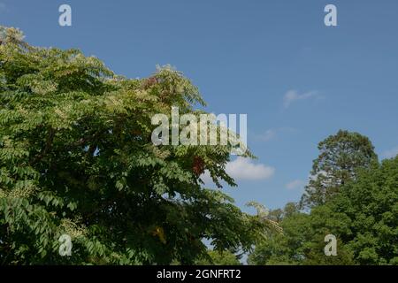 Foglie verdi d'estate lussureggianti e fiori bianchi su un albero Angelica Cinese (Aralia chinensis) che cresce in un Country Cottage Garden con un cielo blu luminoso Foto Stock