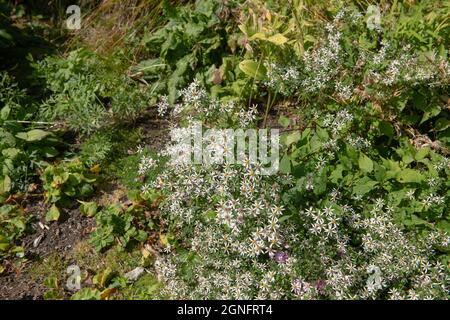 Estate fioritura Perennial White Flowers di una pianta di Aster Wildflower di legno (Eurybia divaricata) che cresce in un giardino di bosco in Rural Devon, Inghilterra Foto Stock