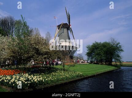 OLANDA, PAESI BASSI, REGIONE DI ZUID HOLLAND, IL WINDMIL DEL GIARDINO DEI FIORI DI KEUKENHOF, SITUATO TRA LE CITTÀ DI HAARLEM E LISSE Foto Stock