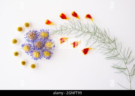 Fiori secchi porpora d'astro, margherite, petali marigold e foglie d'asparaus, disposti su un motivo su sfondo bianco. Foto Stock