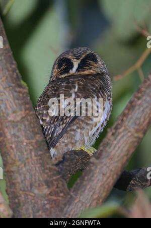 Gufo colared (Glaucidium brodiei brodiei) adulto arroccato in albero mostrando falsi segni di occhio sul retro della testa Eaglesnest Wildlife Sanctuary, Arunachal Foto Stock