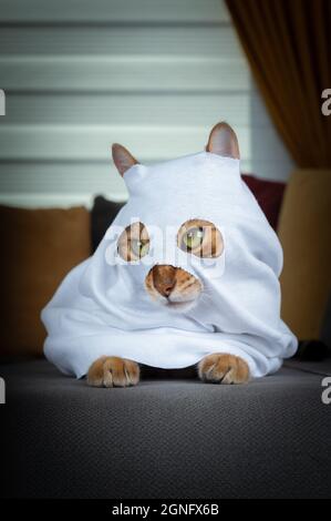 Gatto domestico in un costume fantasma siede su un divano grigio Foto Stock