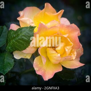 Giardino rose Calgary Zoo Alberta Foto Stock