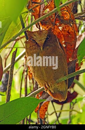 Serendib Scops-owl (Otus thilohoffmanni) adulto al roost diurno Kitulgala, Sri Lanka Dicembre Foto Stock