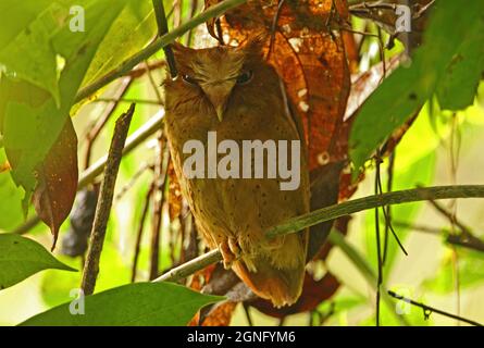 Serendib Scops-owl (Otus thilohoffmanni) adulto al roost diurno Kitulgala, Sri Lanka Dicembre Foto Stock