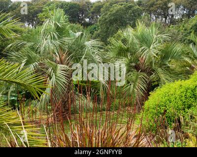 Linea di palme da gelatina argentate, Butia odorata, al Tremenheere Sculpture Park, Cornovaglia, Regno Unito Foto Stock
