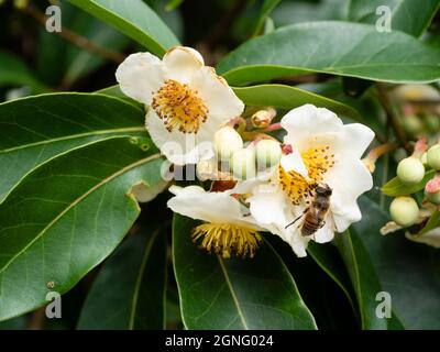 Fiori autunnali bianchi dell'arbusto sempreverde dell'uovo fritto, Polyspora axillaris, (Gordonia axillaris) Foto Stock