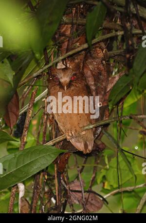 Serendib Scops-owl (Otus thilohoffmanni) adulto al roost diurno Kitulgala, Sri Lanka Dicembre Foto Stock