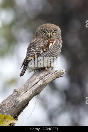 Wallet della giungla (Glaucidium radiatum radiatum) adulto su snag morto Koshi Tappu, Nepal Gennaio Foto Stock