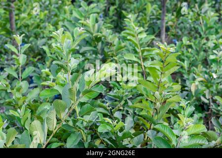 Freschi e sani rami di guava che crescono all'interno di un'azienda agricola primo piano con fuoco selettivo Foto Stock