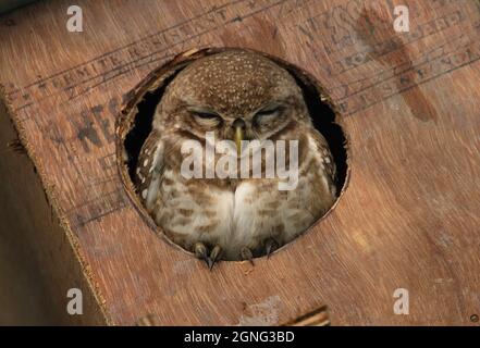 Votted Owlet (Athene brama indica) adulto seduto in scatola del nido Koshi Tappu, Nepal Febbraio Foto Stock