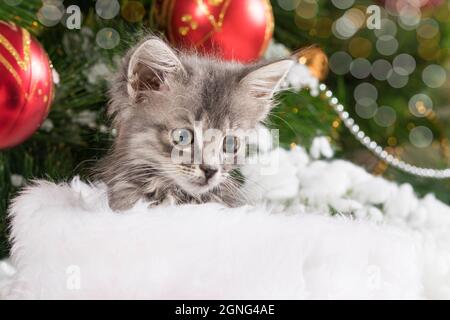 Il gattino si nasconde nel cappello di Babbo Natale. Biglietto di Natale con un gatto grigio. Foto Stock