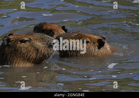Il capybara (Hydrochoerus hydrochaeris) è il roditore più grande del mondo. Riserva animale di Port Lympne, Kent, Regno Unito Foto Stock