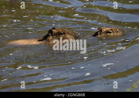 Il capybara (Hydrochoerus hydrochaeris) è il roditore più grande del mondo. Riserva animale di Port Lympne, Kent, Regno Unito Foto Stock