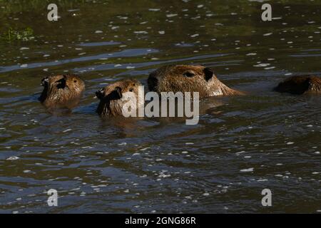 Il capybara (Hydrochoerus hydrochaeris) è il roditore più grande del mondo. Riserva animale di Port Lympne, Kent, Regno Unito Foto Stock