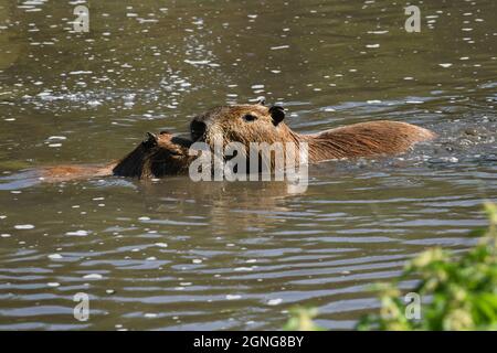Il capybara (Hydrochoerus hydrochaeris) è il roditore più grande del mondo. Riserva animale di Port Lympne, Kent, Regno Unito Foto Stock
