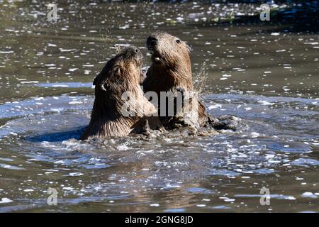 Il capybara (Hydrochoerus hydrochaeris) è il roditore più grande del mondo. Riserva animale di Port Lympne, Kent, Regno Unito Foto Stock