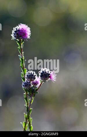 Fiori porpora di rosa del mirto nativo australiano Kunzea capitata, famiglia Myrtaceae, che cresce in brughiera a Sydney, NSW, Australia. Fioritura primaverile Foto Stock