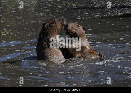 Il capybara (Hydrochoerus hydrochaeris) è il roditore più grande del mondo. Riserva animale di Port Lympne, Kent, Regno Unito Foto Stock