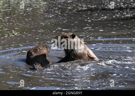 Il capybara (Hydrochoerus hydrochaeris) è il roditore più grande del mondo. Riserva animale di Port Lympne, Kent, Regno Unito Foto Stock