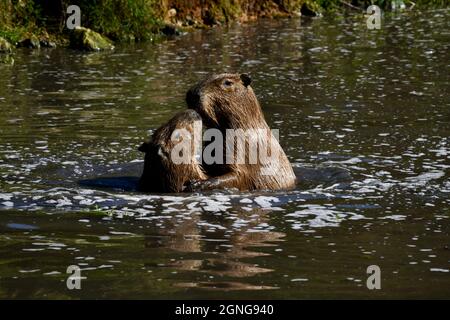 Il capybara (Hydrochoerus hydrochaeris) è il roditore più grande del mondo. Riserva animale di Port Lympne, Kent, Regno Unito Foto Stock