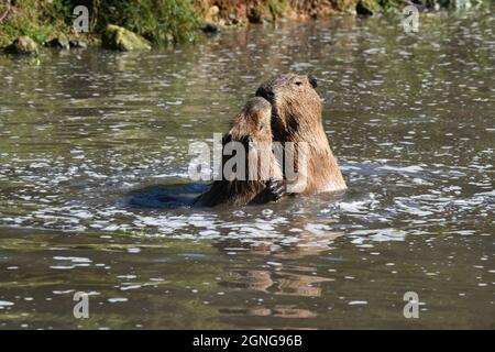 Il capybara (Hydrochoerus hydrochaeris) è il roditore più grande del mondo. Riserva animale di Port Lympne, Kent, Regno Unito Foto Stock