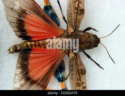 Macro ala arancione Grasshopper a zampe blu Metator pardalinus Foto Stock