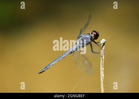 Grande Blue Skimmer Dragonfly Libellula vibrans su ramo di legno al sole Foto Stock