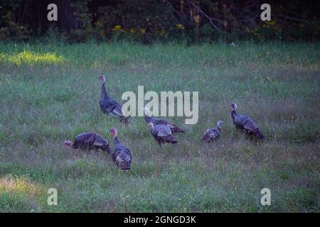 Gregge di tacchini selvatici del Wisconsin (meleagris galopavo) nel mese di settembre, orizzontale Foto Stock