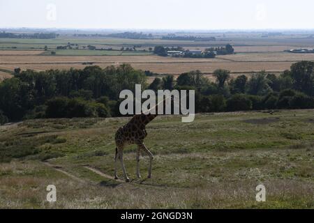 Nubian (Rothschild) Giraffe, riserva animale di Port Lympne, Kent Regno Unito Foto Stock