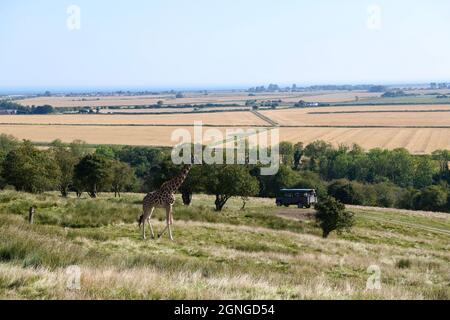 Nubian (Rothschild) Giraffe, riserva animale di Port Lympne, Kent Regno Unito Foto Stock