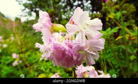 Fiore di soapwort primo piano in riverain striscia di foresta decidua, soapwort comune (Saponaria officinalis) pianta di sapone. Come materia prima medicinale ha utilizzato il Foto Stock