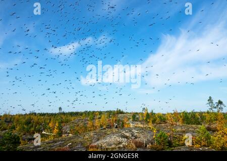 Un numero enorme di zanzare (sciami di zanzare) vivere in montagna tundra bassa cespuglio (foresta-tundra zona) Del nord circumpolare Foto Stock