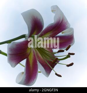 Un grande fiore di giglio preso in primo piano. Un bel fiore su uno sfondo sfocato. Foto Stock