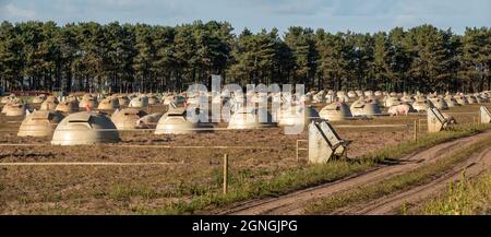 Un ampio campo di suini che ospita piccole cupole con alcuni maiali che vagano nella zona Foto Stock