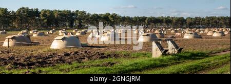 Un ampio campo di suini che ospita piccole cupole con alcuni maiali che vagano nella zona Foto Stock