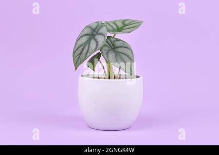 Houseplant esotico 'Alocasia Baginda Silver Dragon' in vaso su sfondo viola Foto Stock