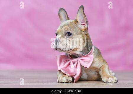 Cucciolo di cane Bulldog francese con bel naso lungo sano indossare nastro collo di fronte a sfondo rosa Foto Stock