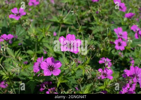 Rosa scuro rigido Geranium 'Patricia' Foto Stock