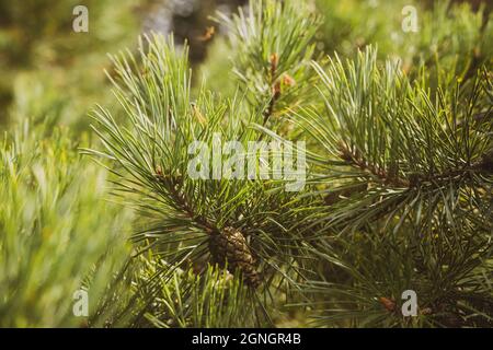 Le giovani gemme di pino in primavera. Pinus sylvestris, pinus nigra, pino di montagna. Pinus Tree in una giornata di sole primavera Foto Stock