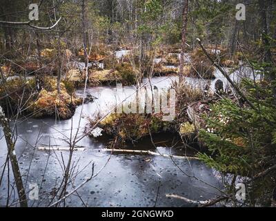 Laghi di palude ghiacciati e belli tra gli alberi di betulla e abete rosso nel freddo tardo autunno in una foresta lettone Foto Stock