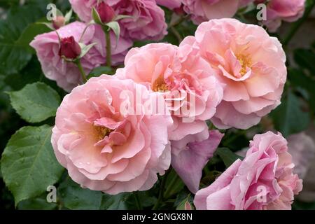 Grandi, fragranti, sontuose, rose coralline-rosa con un germoglio contro un arbusto di rosa a foglia scura in primavera. Fiori rosa sulla rosa cespuglio nel giardino i Foto Stock