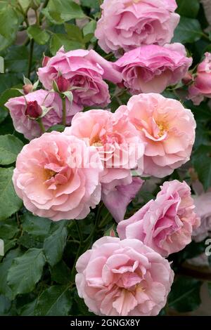 Grandi, fragranti, sontuose, rose coralline-rosa con un germoglio contro un arbusto di rosa a foglia scura in primavera. Fiori rosa sulla rosa cespuglio nel giardino i Foto Stock