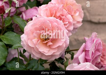 Grandi, fragranti, sontuose, rose coralline-rosa con un germoglio contro un arbusto di rosa a foglia scura in primavera. Fiori rosa sulla rosa cespuglio nel giardino i Foto Stock