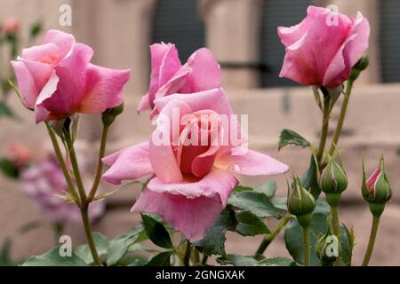 Grandi, fragranti, sontuose, rose coralline-rosa con un germoglio contro un arbusto di rosa a foglia scura in primavera. Fiori rosa sulla rosa cespuglio nel giardino i Foto Stock