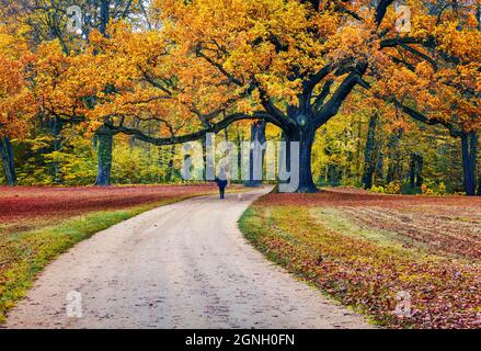 Vecchia quercia nel Parco Muskau, patrimonio dell'umanità dell'UNESCO. Colorata scena mattutina della piazza di Bad Muskau, regione dell'alta Lusazia, Sassonia, Germania, Euro Foto Stock