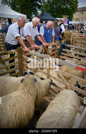 Masham Sheep Fair 2021 North Yorkshire Inghilterra Foto Stock